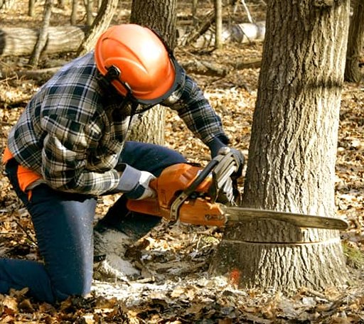 Tree Removal in Saint Elmo, AL